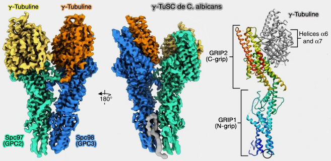 γ-TuSC de Candida albicans