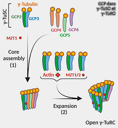 Les GPC (Gamma-tubulin Complex Protein)