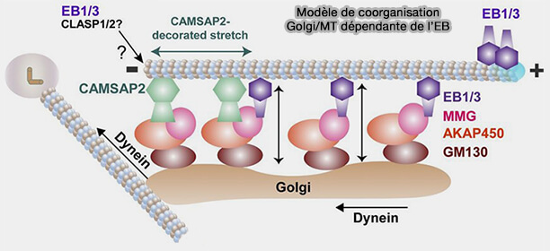 Modèle de coorganisation Golgi/MT dépendante de l’EB