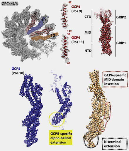 Les GPC (Gamma-tubulin Complex Protein)