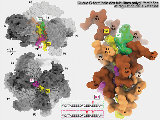 Queue C-terminale des tubulines polyglutaminéeset regulation de la katanine
