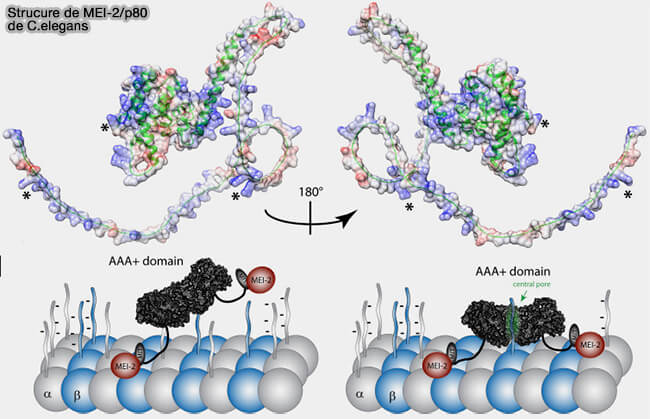 Structure de MEI-2/p80 de C. elegans