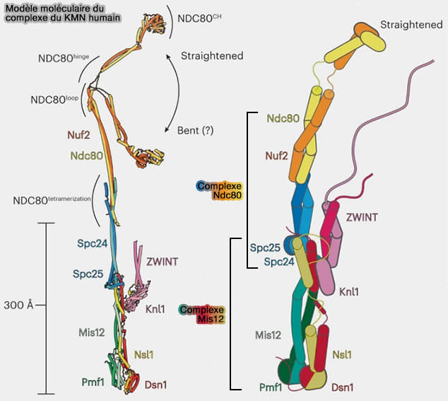 Modèle moléculaire du complexe du KMN humain