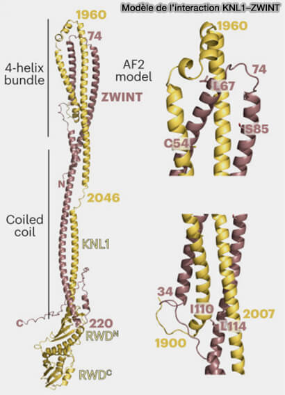 Interaction KNL1-ZWINT