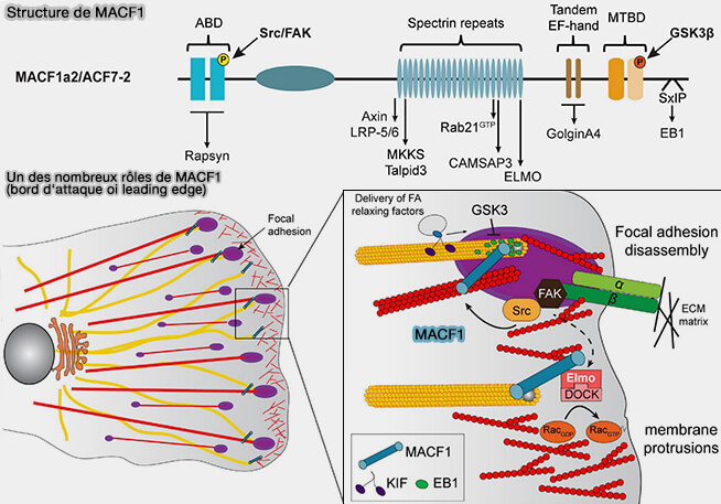 Rôle de MACF1 au bord d‘attaque (leading edge)