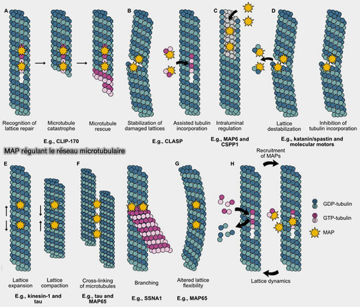 Rôles des MAP dans la dynamique microtubulaire