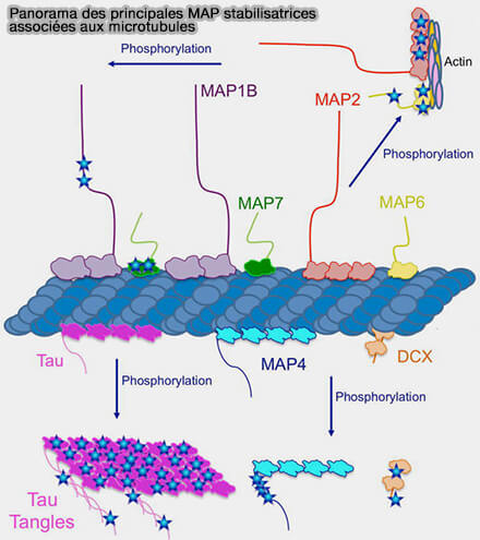 Principales MAP stabilisatrices