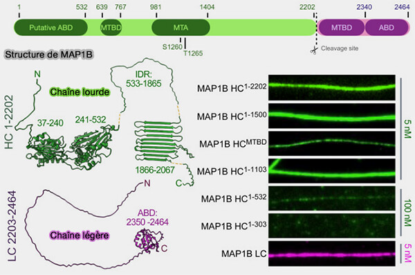 Structure de MAPS et rôles