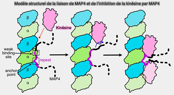 Modèle structurel de la liaison de MAP4 et de l’inhibition de la kinésine par MAP4 