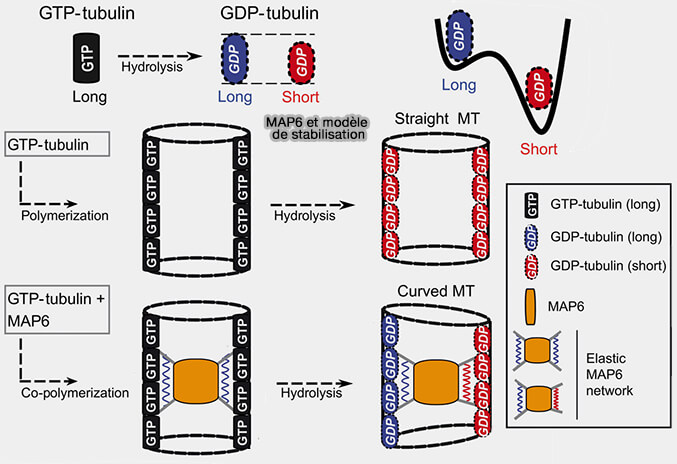 MAP6 et modèle de stabilisation