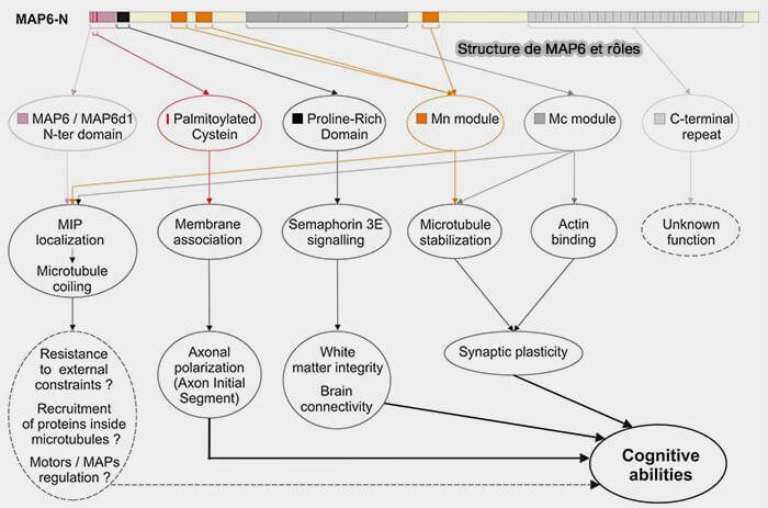 Structure de MAPS et rôles