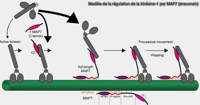 Modèle de la régulation de la kinésine-1 par MAP7 (ensconsin)
