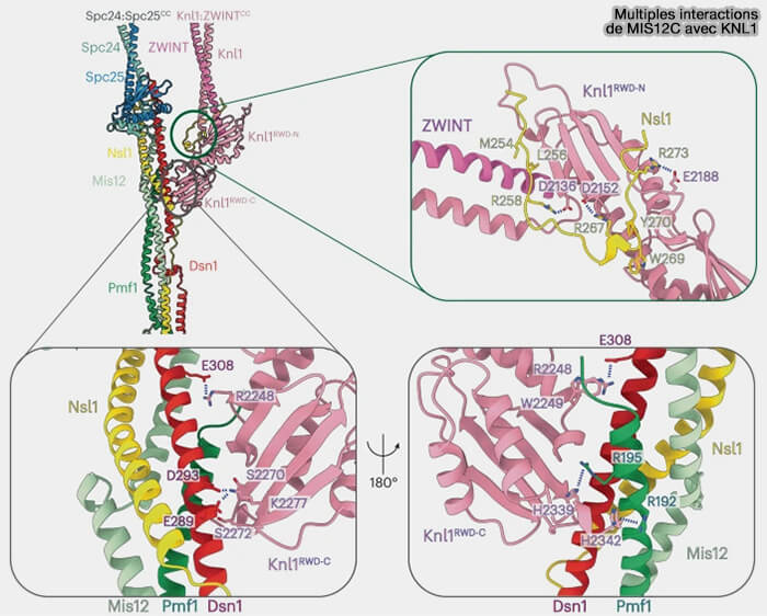 Multiples interactions de MIS12C avec KNL1