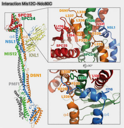 MPS1 et interaction avec NDC80