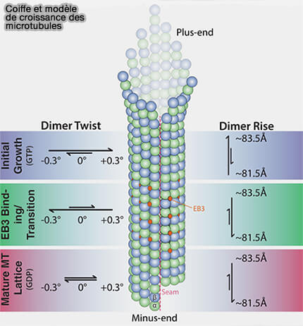 Coiffe et croissance des MT