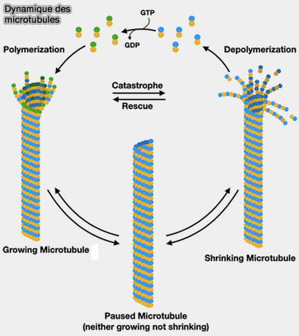 Dynamique des microtubules