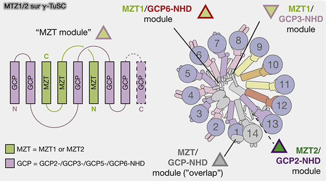 MTZ1/2 sur γ-TuRC