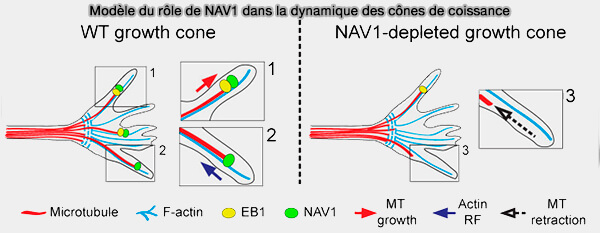 Modèle du rôle de NAV1 dans la dynamique des cônes de coissance