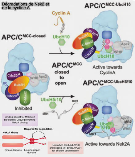 Dégradation de Nek2 et de la cycline A