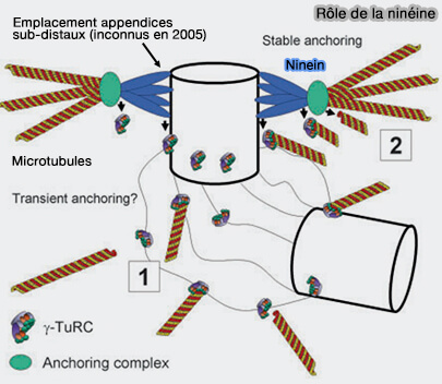 Rôle de la ninéine