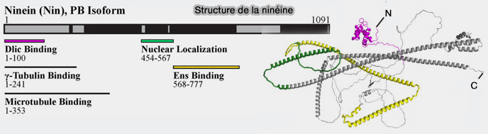 Structure de la ninéine