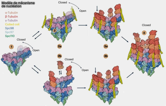 Modèle de nucléation