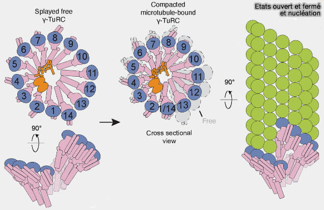 États ouvert et fermé et nucléation