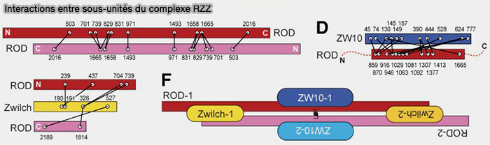 Interactions entre sous-unités du complexe RZZ