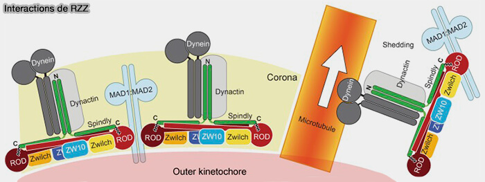 Interaction RZZ-Spindly