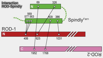 Interaction ROD-Spindly