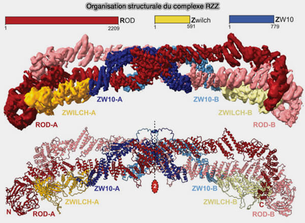 Organisation structurale du complexe RZZ