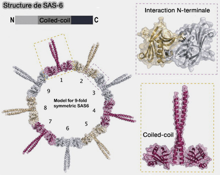 Structure de SAS-6