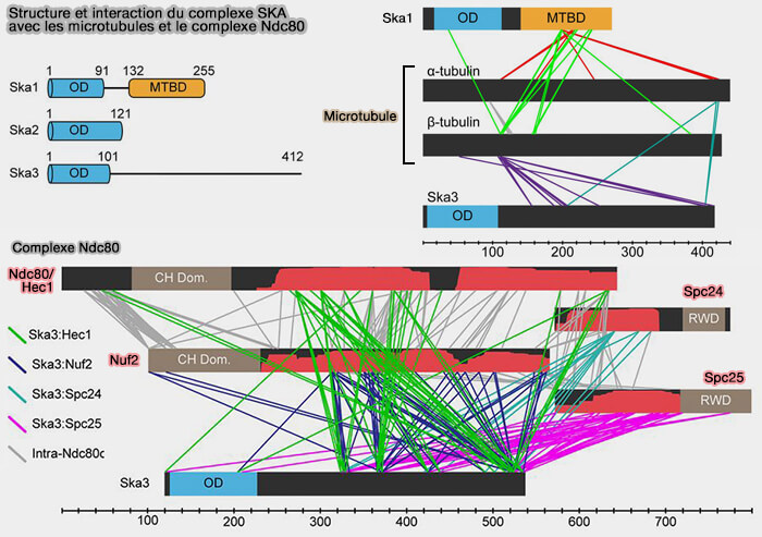 Structure et interactions de SKA
