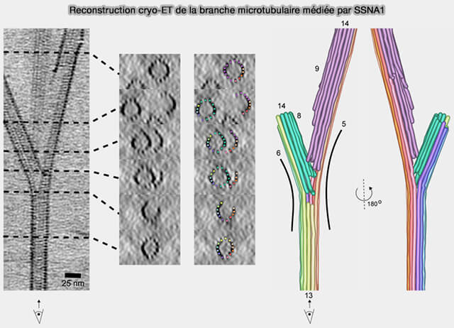 Reconstruction cryo-ET de la branche microtubulaire médiée par SSNA1