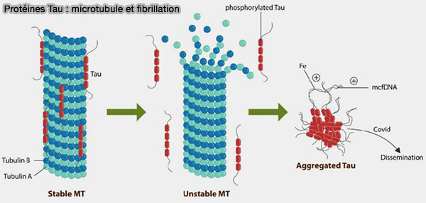 Structure de MAPS et rôles