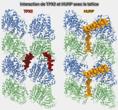 Interaction de TPX2 et HURP avec le lattice