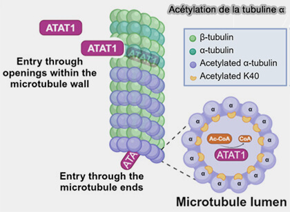 Acétylation de la tubuline α