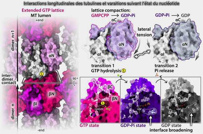 Interactions longitudinales des tubulines et variations suivant l’état du nucléotide