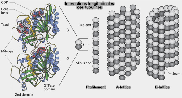 Interactions longitudinales dans le lattice