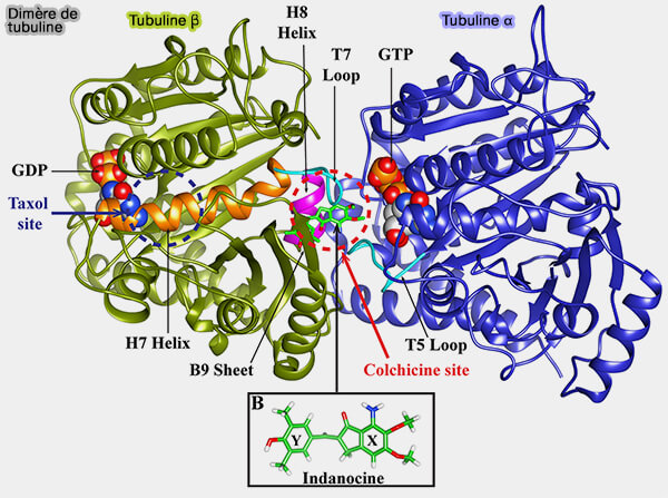 Hétérodimère de tubuline