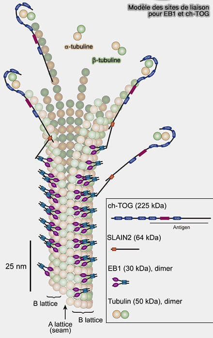 Modèle des sites de liaison pour EB1 et ch-TOG