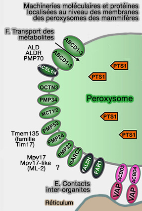 Biologie Cellulaire Peroxysomes Vue D ensemble Structure Membranaire Biologie Cellulaire Peroxysomes Vue D ensemble Structure Membranaire