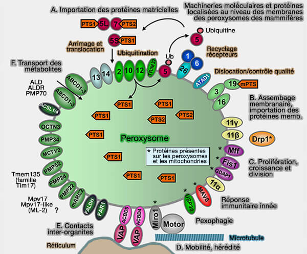 Biologie Cellulaire Peroxysomes Vue D ensemble Et Structure G n rale Biologie Cellulaire Peroxysomes Vue D ensemble Et Structure G n rale