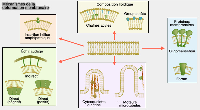 Design de proteines mutlidomaines; étudier la géométrie spatiale entre  enzymes ou fonctionaliser la cellulose, deux approches possibles.