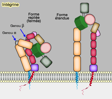 Structure des intégrines