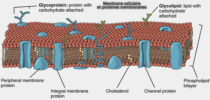 Membrane cellulaire et protéines membranaires