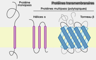Protéines transmembranaires