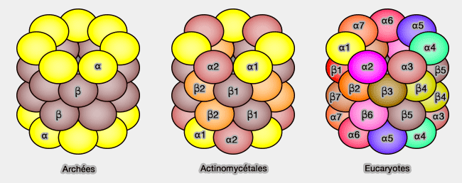 Coeur catalytique du protéasome dans les trois règnes