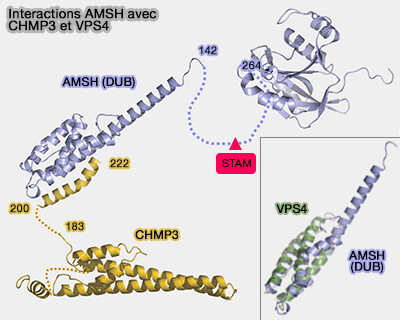 Interactions AMSH avec CHMP3 et VPS4