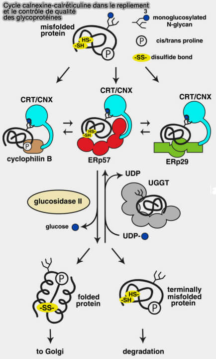 Cycle calnexine-calréticuline 
(repliement et contrôle de qualité des glycoprotéines)